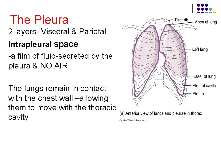 The Pleura 2 layers- Visceral & Parietal. Intrapleural space -a film of fluid-secreted by The Pleura 2 layers- Visceral & Parietal. Intrapleural space -a film of fluid-secreted by