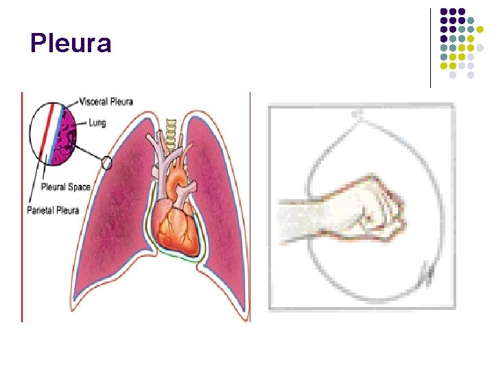 Pleura Pleura