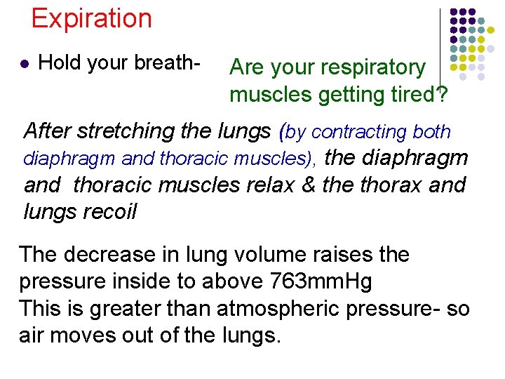 Expiration l Hold your breath- Are your respiratory muscles getting tired? After stretching the Expiration l Hold your breath- Are your respiratory muscles getting tired? After stretching the