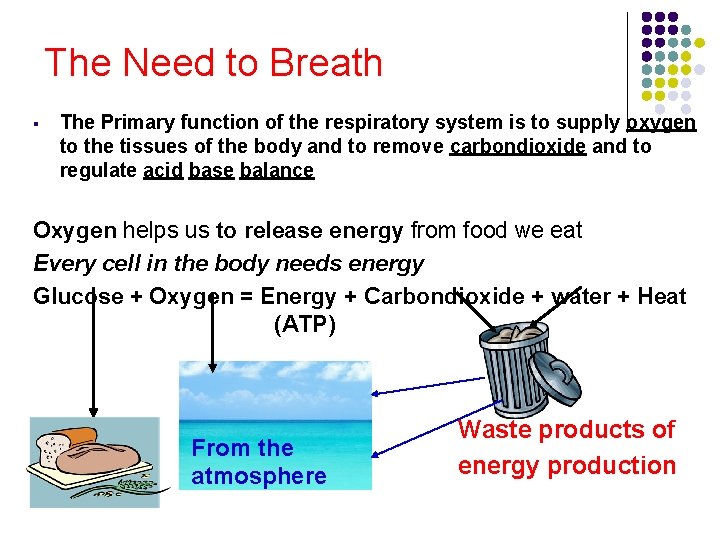 The Need to Breath § The Primary function of the respiratory system is to The Need to Breath § The Primary function of the respiratory system is to