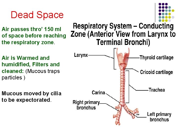 Dead Space Air passes thro’ 150 ml of space before reaching the respiratory zone. Dead Space Air passes thro’ 150 ml of space before reaching the respiratory zone.