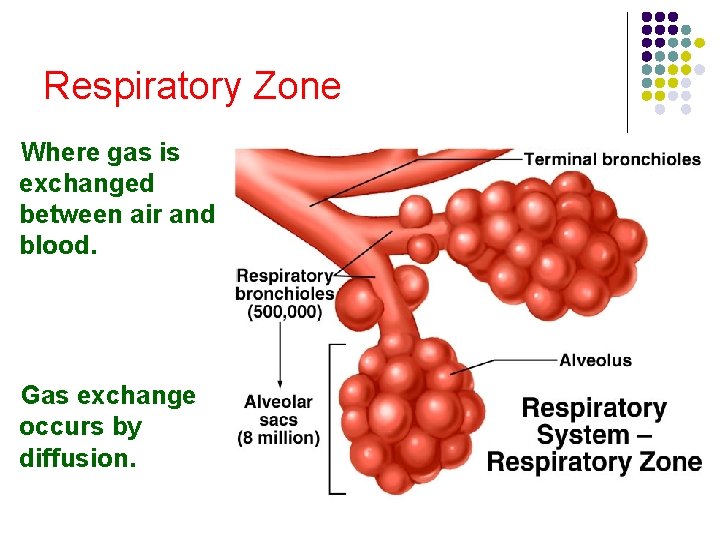 Respiratory Zone Where gas is exchanged between air and blood. Gas exchange occurs by Respiratory Zone Where gas is exchanged between air and blood. Gas exchange occurs by