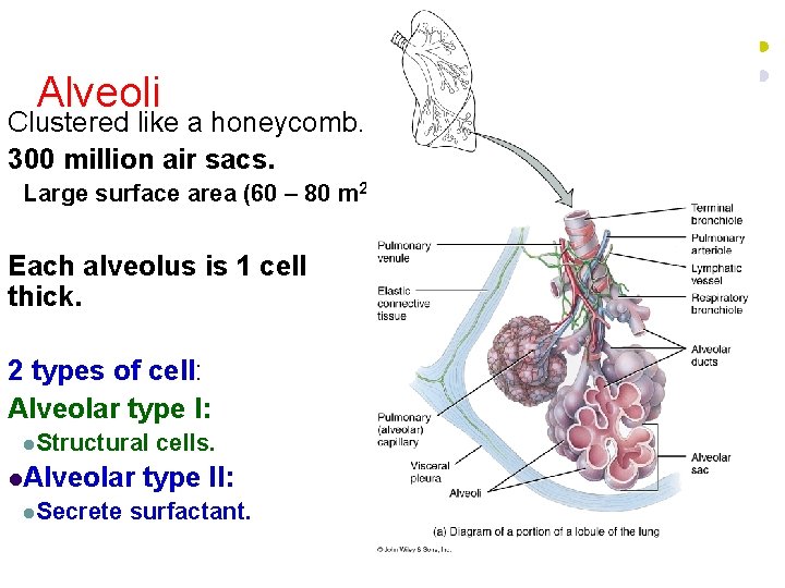 Alveoli Clustered like a honeycomb. 300 million air sacs. Large surface area (60 – Alveoli Clustered like a honeycomb. 300 million air sacs. Large surface area (60 –