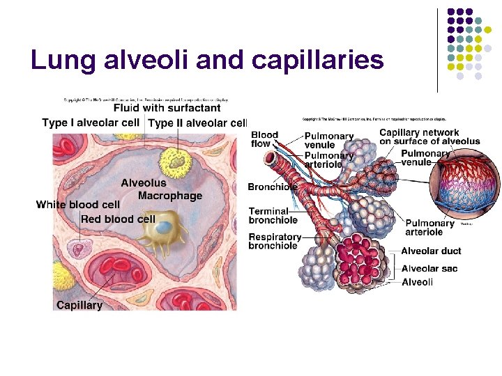 Lung alveoli and capillaries Lung alveoli and capillaries