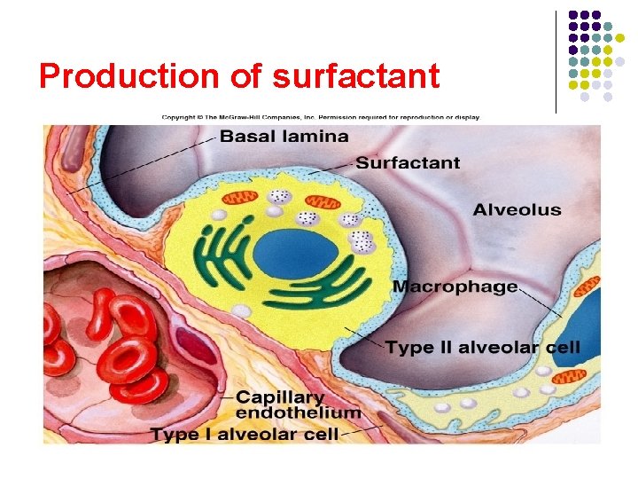 Production of surfactant Production of surfactant
