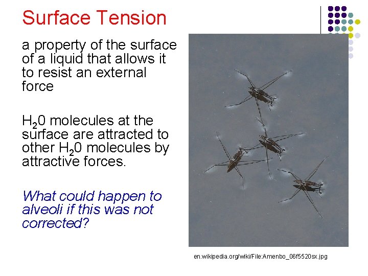 Surface Tension a property of the surface of a liquid that allows it to Surface Tension a property of the surface of a liquid that allows it to