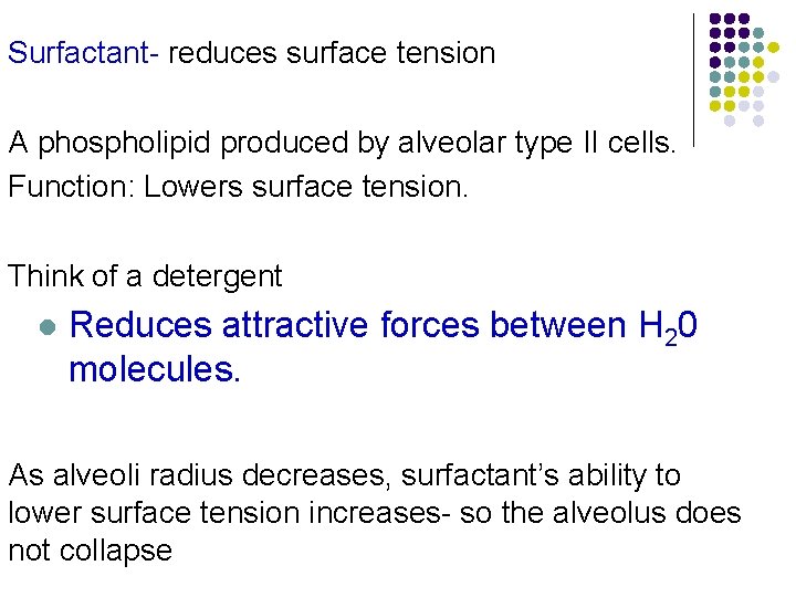 Surfactant- reduces surface tension A phospholipid produced by alveolar type II cells. Function: Lowers Surfactant- reduces surface tension A phospholipid produced by alveolar type II cells. Function: Lowers