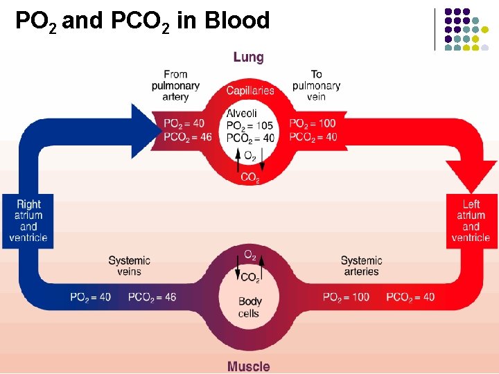 PO 2 and PCO 2 in Blood 44 PO 2 and PCO 2 in Blood 44