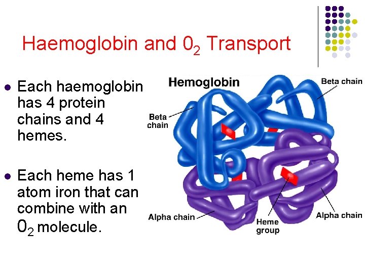 Haemoglobin and 02 Transport l Each haemoglobin has 4 protein chains and 4 hemes. Haemoglobin and 02 Transport l Each haemoglobin has 4 protein chains and 4 hemes.