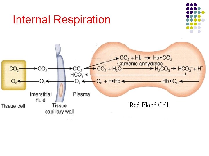 Internal Respiration Internal Respiration