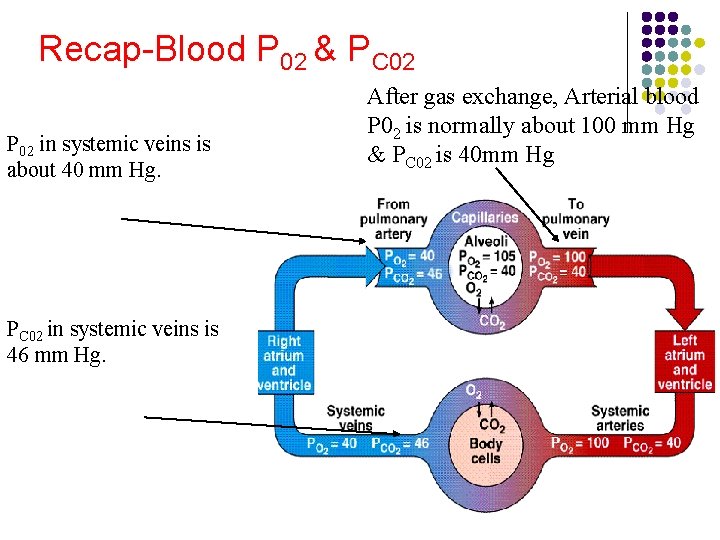 Recap-Blood P 02 & PC 02 P 02 in systemic veins is about 40 Recap-Blood P 02 & PC 02 P 02 in systemic veins is about 40