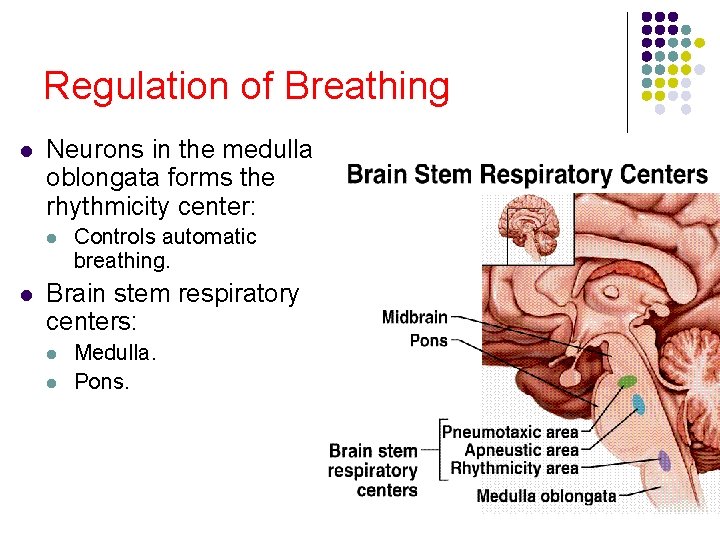 Regulation of Breathing l Neurons in the medulla oblongata forms the rhythmicity center: l Regulation of Breathing l Neurons in the medulla oblongata forms the rhythmicity center: l