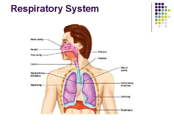 Respiratory System Respiratory System