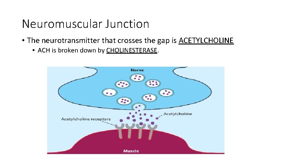 Neuromuscular Junction • The neurotransmitter that crosses the gap is ACETYLCHOLINE • ACH is Neuromuscular Junction • The neurotransmitter that crosses the gap is ACETYLCHOLINE • ACH is