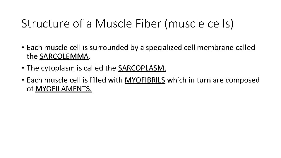 Structure of a Muscle Fiber (muscle cells) • Each muscle cell is surrounded by Structure of a Muscle Fiber (muscle cells) • Each muscle cell is surrounded by
