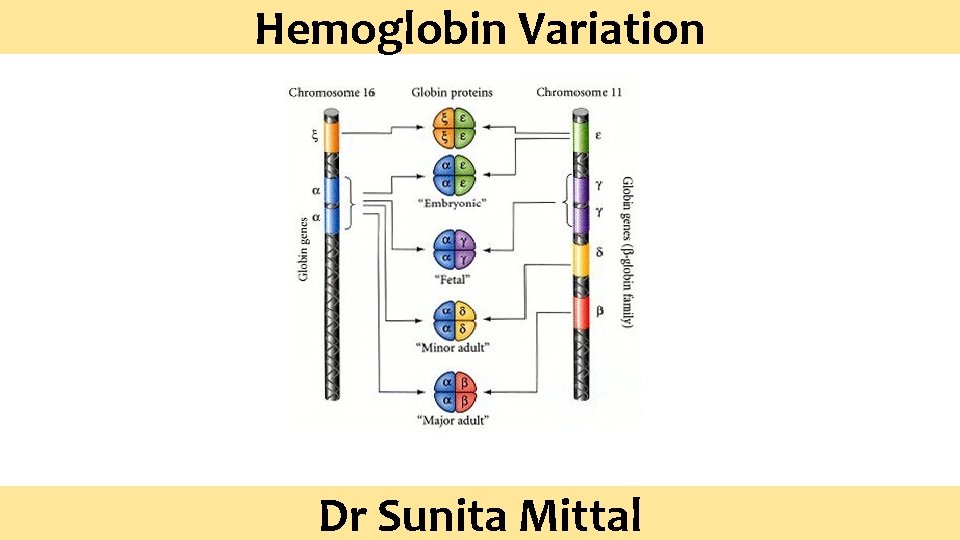Hemoglobin Variation Dr Sunita Mittal 