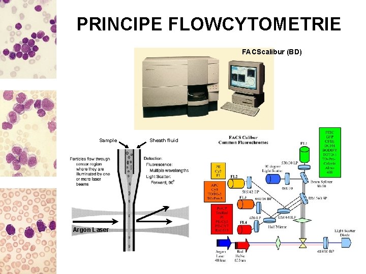 PRINCIPE FLOWCYTOMETRIE FACScalibur (BD) Sample Argon Laser Sheath fluid 