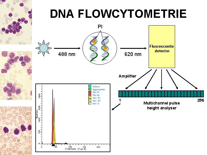 DNA FLOWCYTOMETRIE PI 488 nm 620 nm Fluorescentie detector Amplifier 1 Multichannel pulse height