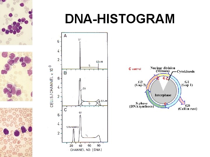 DNA-HISTOGRAM 