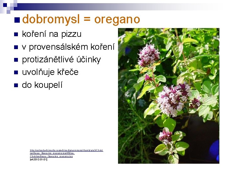 n dobromysl n n n = oregano koření na pizzu v provensálském koření protizánětlivé