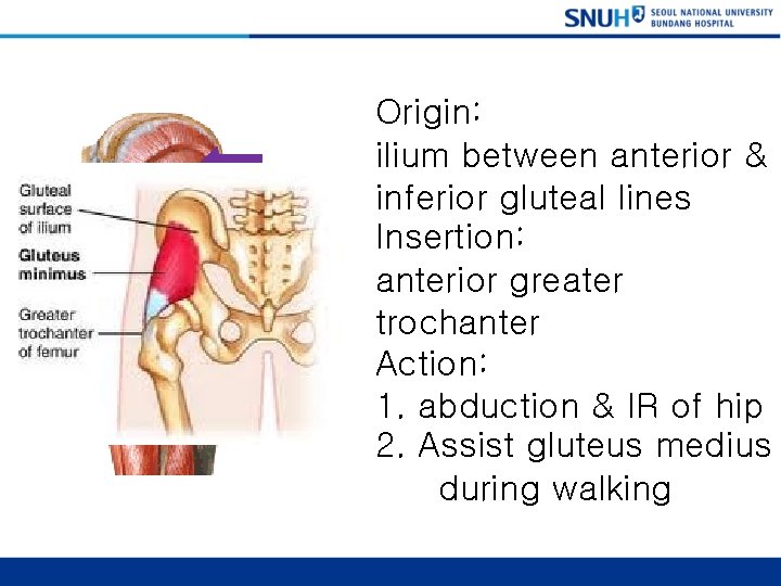 Gluteal Minimus Origin: ilium between anterior & inferior gluteal lines Insertion: anterior greater trochanter