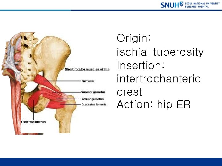 Quadratus femoris Origin: ischial tuberosity Insertion: intertrochanteric crest Action: hip ER 