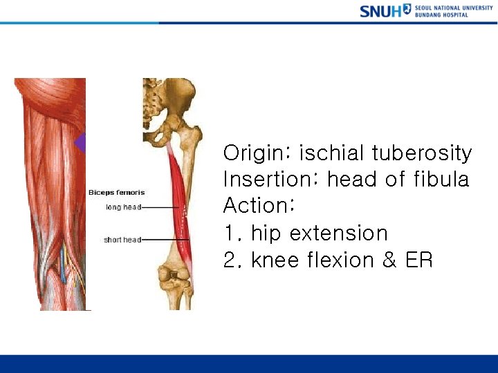 Biceps Femoris (long head) Origin: ischial tuberosity Insertion: head of fibula Action: 1. hip