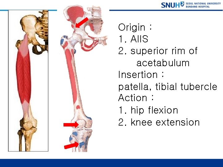 Origin : 1. AIIS 2. superior rim of acetabulum Insertion : patella, tibial tubercle