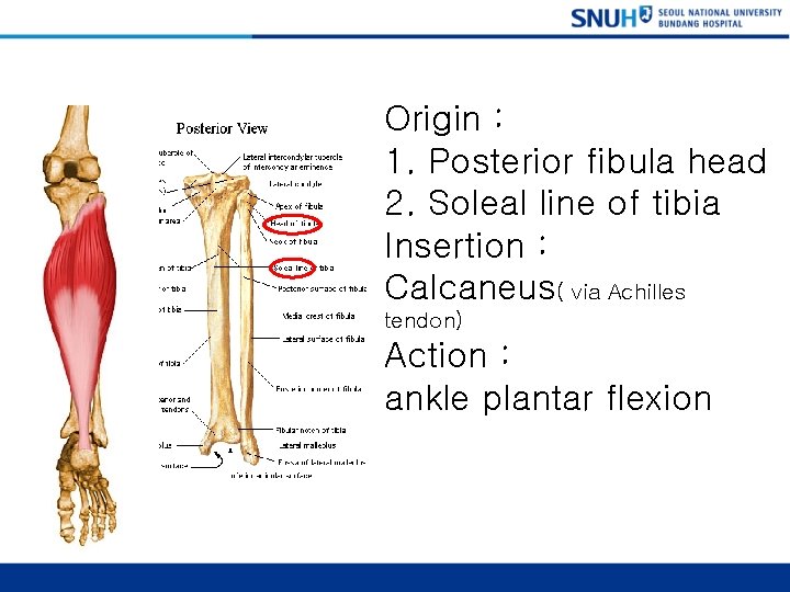 Soleus Origin : 1. Posterior fibula head 2. Soleal line of tibia Insertion :