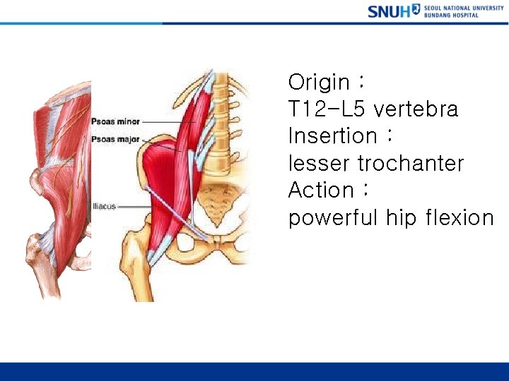 Psoas Major Origin : T 12 -L 5 vertebra Insertion : lesser trochanter Action