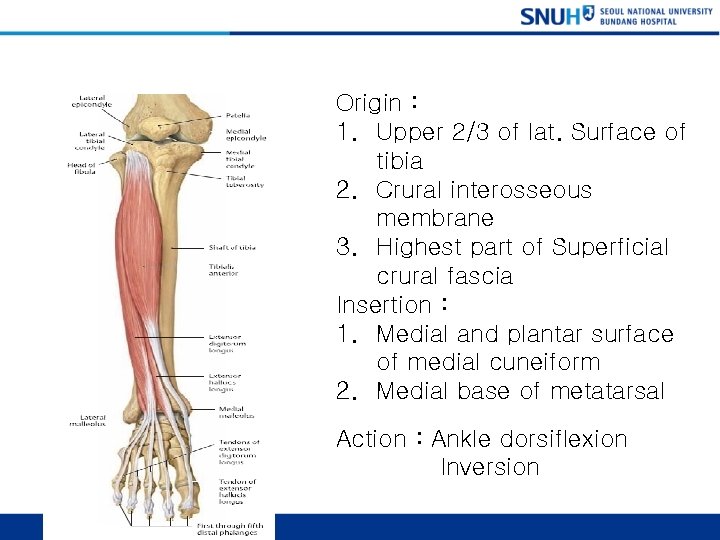 Anterior Tibialis Origin : 1. Upper 2/3 of lat. Surface of tibia 2. Crural