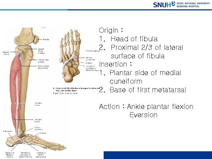 Fibularis longus Origin : 1. Head of fibula 2. Proximal 2/3 of lateral surface