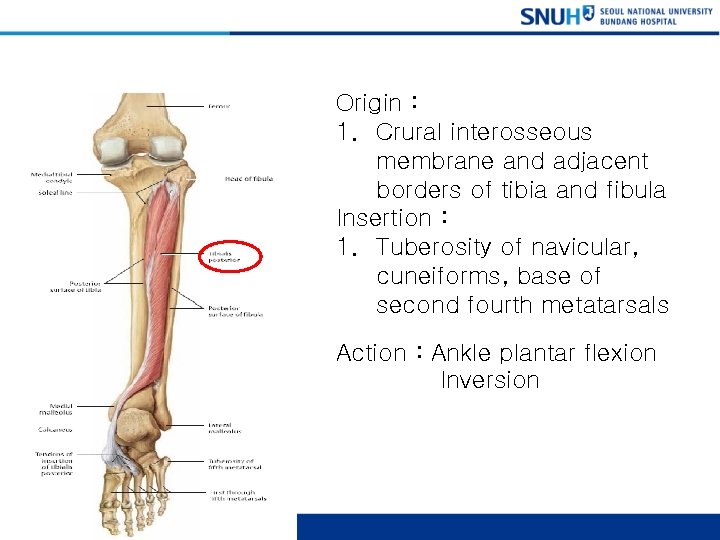 Posterior Tibialis Origin : 1. Crural interosseous membrane and adjacent borders of tibia and