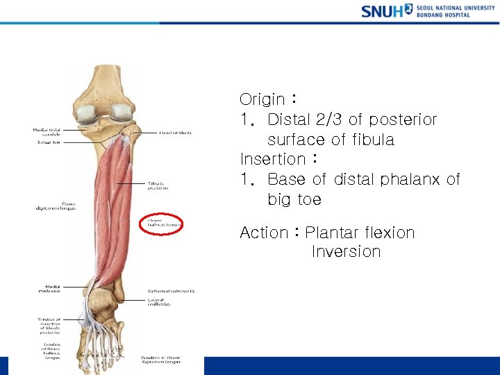 Flexor Hallucis longus Origin : 1. Distal 2/3 of posterior surface of fibula Insertion