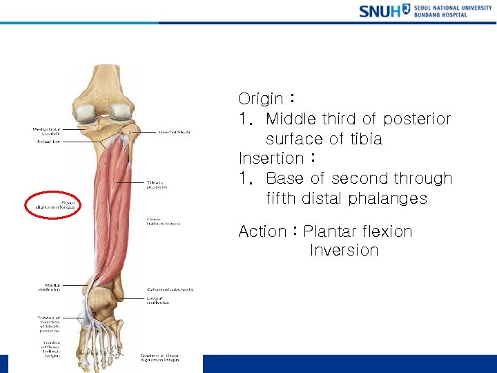 Flexor Digitorum longus Origin : 1. Middle third of posterior surface of tibia Insertion