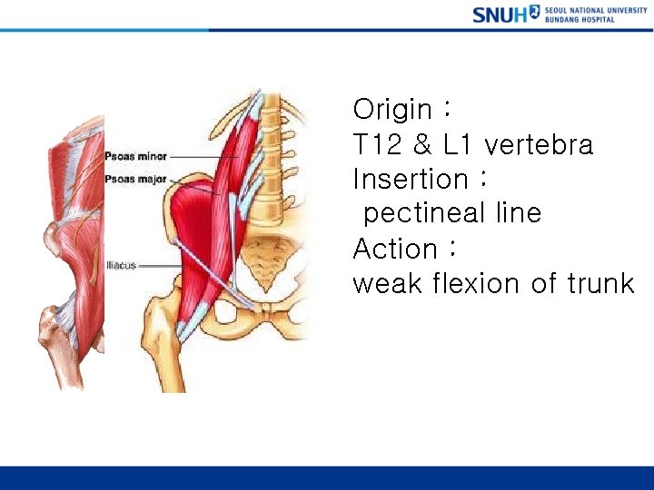 Psoas Minor Origin : T 12 & L 1 vertebra Insertion : pectineal line