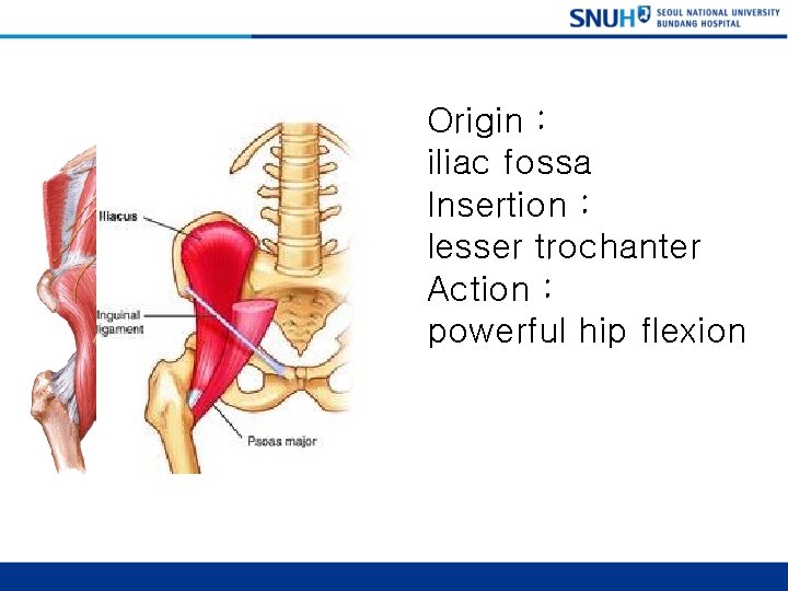 Iliacus Origin : iliac fossa Insertion : lesser trochanter Action : powerful hip flexion