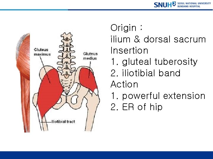 Gluteal Maximus Origin : ilium & dorsal sacrum Insertion 1. gluteal tuberosity 2. iliotibial