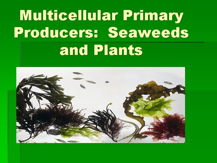 Multicellular Primary Producers: Seaweeds and Plants 