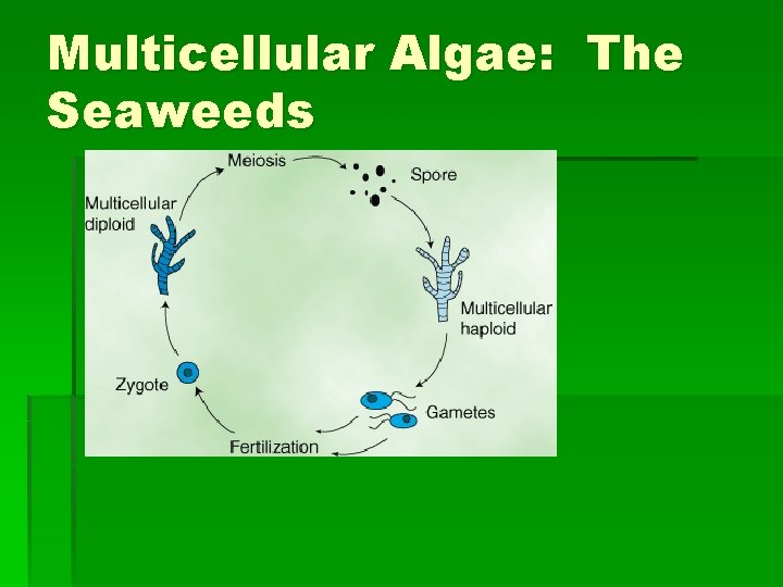 Multicellular Algae: The Seaweeds 