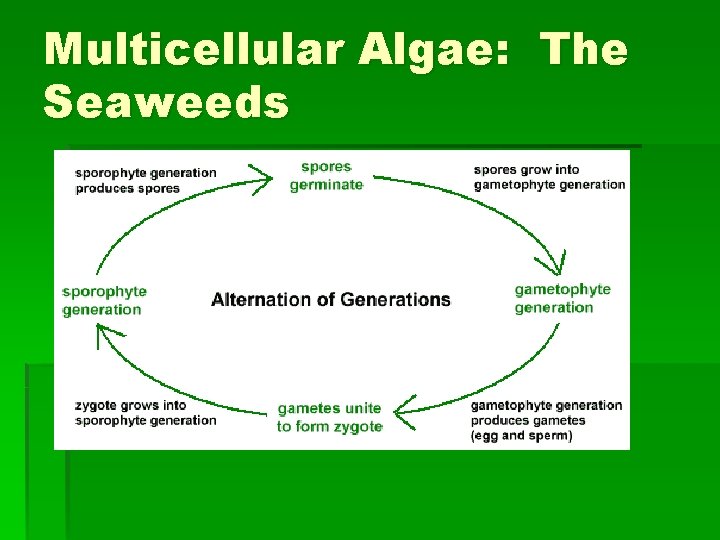 Multicellular Algae: The Seaweeds 