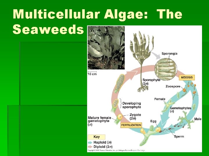 Multicellular Algae: The Seaweeds 