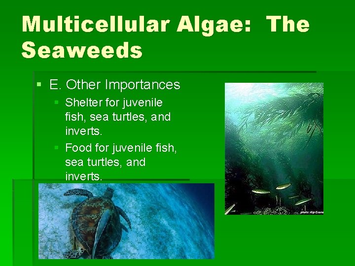 Multicellular Algae: The Seaweeds § E. Other Importances § Shelter for juvenile fish, sea