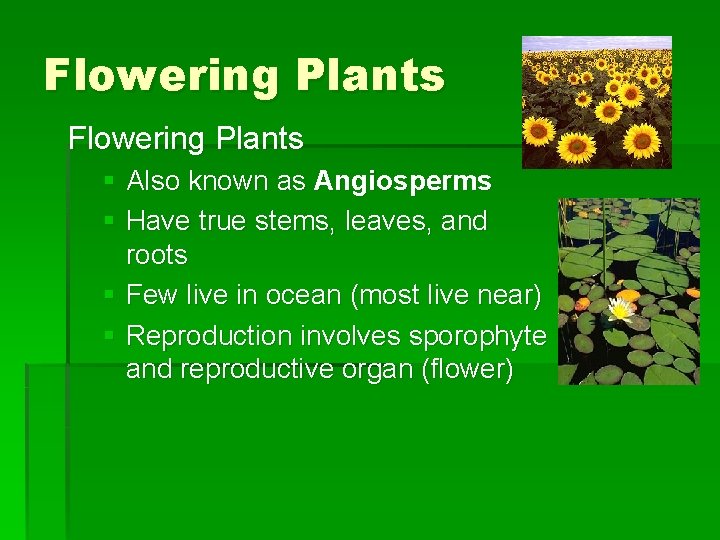 Flowering Plants § Also known as Angiosperms § Have true stems, leaves, and roots