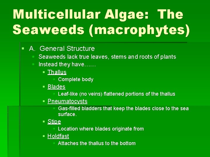 Multicellular Algae: The Seaweeds (macrophytes) § A. General Structure § Seaweeds lack true leaves,