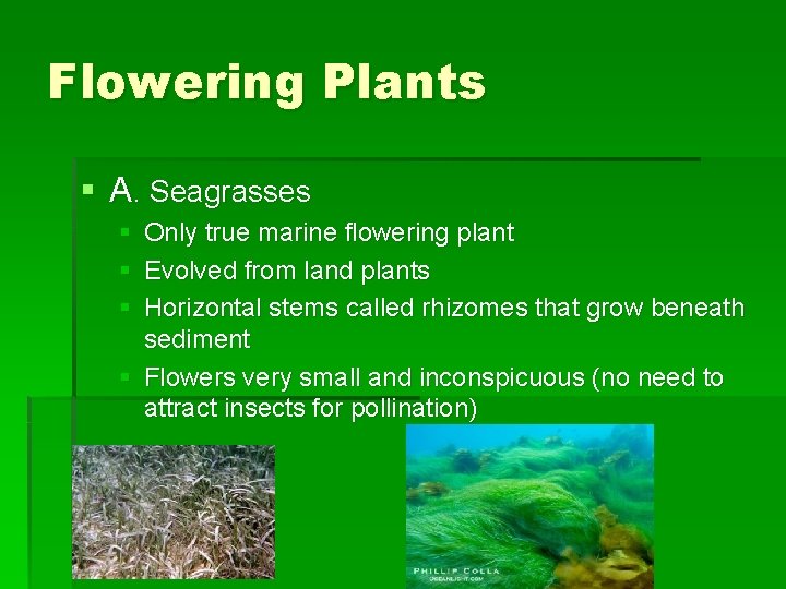 Flowering Plants § A. Seagrasses § § § Only true marine flowering plant Evolved