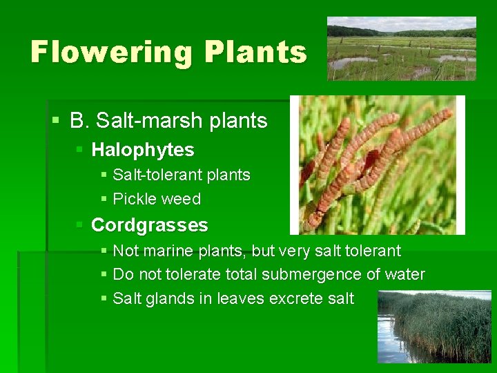 Flowering Plants § B. Salt-marsh plants § Halophytes § Salt-tolerant plants § Pickle weed