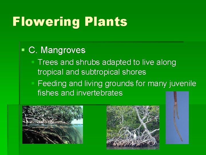 Flowering Plants § C. Mangroves § Trees and shrubs adapted to live along tropical