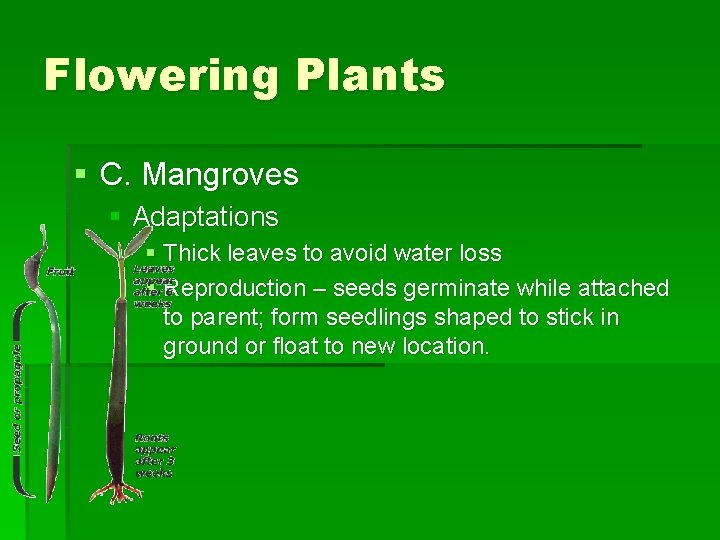 Flowering Plants § C. Mangroves § Adaptations § Thick leaves to avoid water loss