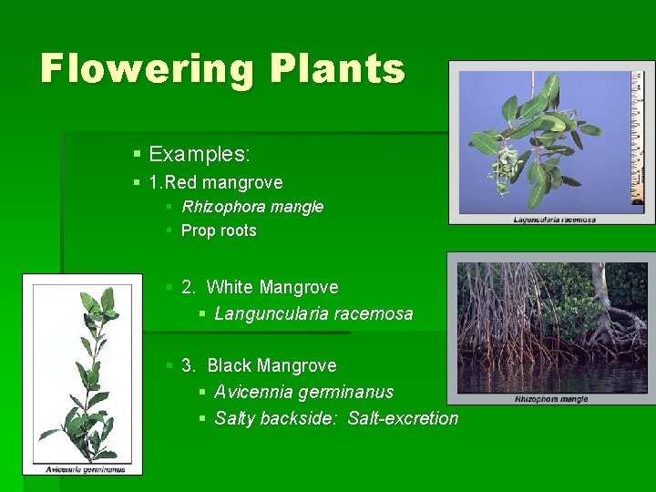 Flowering Plants § Examples: § 1. Red mangrove § Rhizophora mangle § Prop roots